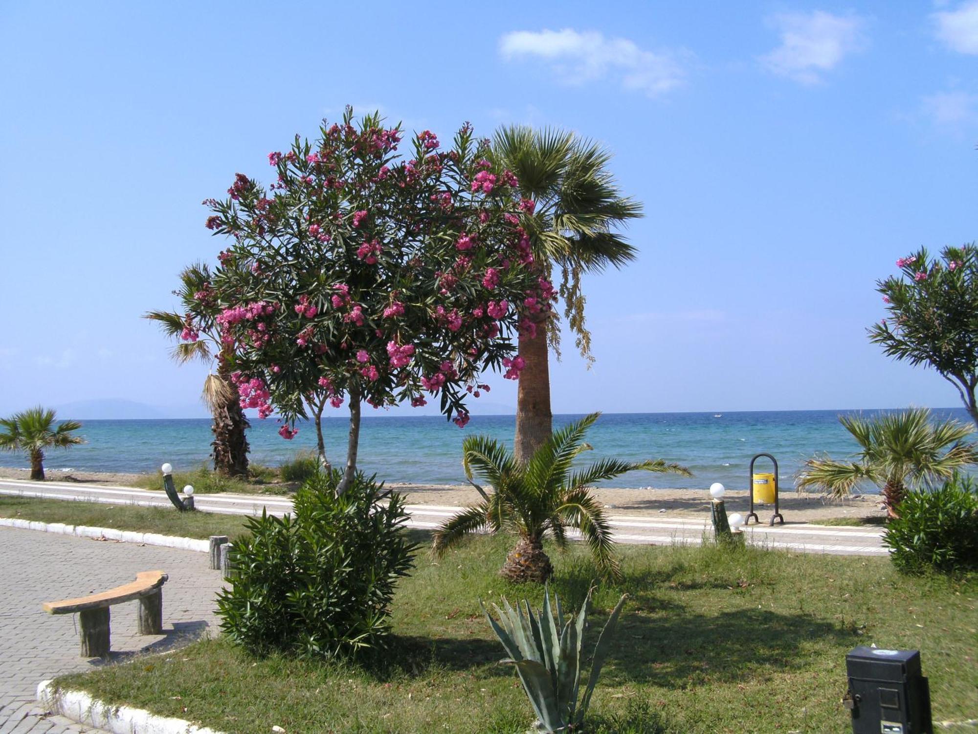 Samos Apart Pension กุเซลชามิล ภายนอก รูปภาพ