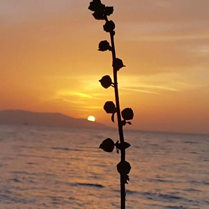 Samos Apart Pension กุเซลชามิล ภายนอก รูปภาพ
